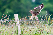 Landing Photograph by Torbjorn Swenelius Landing Photograph by Torbjorn Swenelius