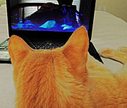 Laptop Cat Photograph by Jan Gelders