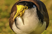 Lapwing 06 Photograph by Werner Padarin