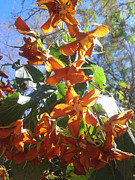 Large Cocoa Brown Papery Flowers Photograph by Colleen Cornelius