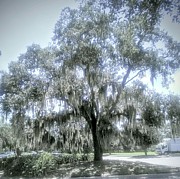 Largo's Spanish Moss Photograph by Suzanne Berthier
