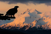 Last Light Bald Eagle Photograph by Mark Miller Last Light Bald Eagle Photograph by Mark Miller