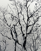 Last Light Oak Photograph by Mark Mille