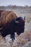 Last Of The Plains Photograph by John De Bord