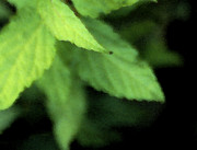 Layered Leaves Photograph by Linda Shafer