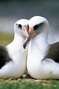 Laysan Albatross Phoebastria Photograph by Tui De Roy Laysan Albatross Phoebastria Photograph by Tui De Roy