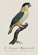 Le Perroquet Maipouri male / Black-headed parrot - Restored 19th C. parrot illustration by Barraband Painting by SP JE Art