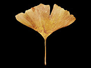 Leaf 18 Photograph by David J Bookbinder