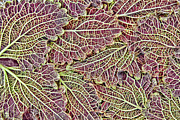 Leaf Lines Photograph by Marilyn Cornwell