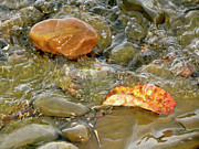 Leaf, Rock Leaf Photograph by Azthet Photography