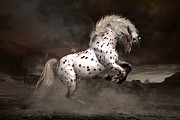 Leopard Appaloosa Shiloh Digital Art by Shanina Conway