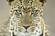 Leopard Panthera Pardus Female Photograph by Martin Van Lokven Leopard Panthera Pardus Female Photograph by Martin Van Lokven