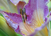 Les Lily Photograph by Kathi Mirto