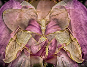 Lether Butterfly Or Not Photograph by Paul Vitko