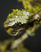 Lichen in the Rain Photograph by Karen Musick
