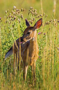 Lick It Up Photograph by John De Bord