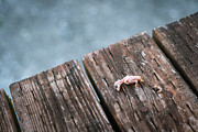 Life Abbreviated Photograph by Mary Lee Dereske