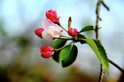 Life Anew - Grow With It Photograph by Allen Nice-Webb Life Anew - Grow With It Photograph by Allen Nice-Webb