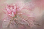 Lifes Purpose Photograph by Jill Love