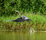 Liftoff Photograph by Jerry Cahill