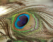 Light and Feathers Photograph by Angela  Murdock