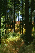 Light in the Woods Photograph by Ben Upham III