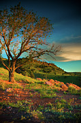 Light Of The Hillside Photograph by John De Bord