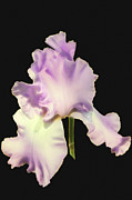 Light Purple Iris Photograph by Mike Stephens