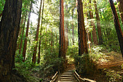 Light the Way - Redwood Forest of Muir Woods National Monument with Sun Beam. Photograph by Jamie Pham