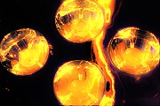 Lights Under Glass3 Photograph by Merle Grenz