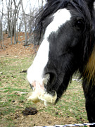 Like My Stache Photograph by Kim Galluzzo