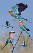 Lilac-breasted Roller Collage Photograph by Basie Van Zyl