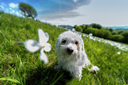 LILLI AT THE DAFFODILS BLOSSIMG AT CAVALLA PLAINs 2017 - LILLI ALLA FIORITURA DEI NARCISI AL PIAN DE Photograph by Enrico Pelos