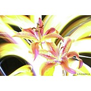Lily Burst
#flower #notphotoshop Photograph by Andrew Nourse