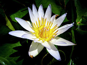 Lily Photograph by Daniel Murphy