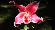 Lily Moment Photograph by Allen Nice-Webb Lily Moment Photograph by Allen Nice-Webb