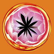 Lily Orb Photograph by Bill Barber