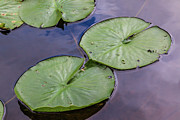Lily Pad Reflections Photograph by Lon Dittrick