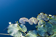 Lilypads Photograph by Steven Ralser Lilypads Photograph by Steven Ralser
