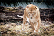 Lion Eyes Photograph by John Wadleigh Lion Eyes Photograph by John Wadleigh