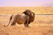 Lion with a full belly Photograph by Bruce Block