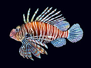 Lionfish on Black Painting by Hailey E Herrera