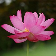 Lipstick Pink Photograph by Carolyn Mickulas