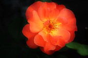 Lite up Photograph by Merle Grenz