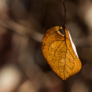 Little Autumn Leaf Photograph by Alissa Beth Photography