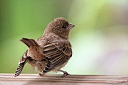 Little Bird Photograph by Trina Ansel