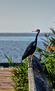 Little Blue Heron Photograph by Lois Bryan