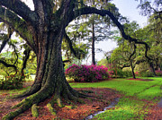 Live Oak in Spring Photograph by Jennifer Ludlum