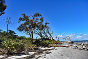 Living and Dead On The Beach Photograph by DB Hayes