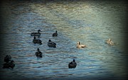 Living In Harmony Photograph by Deborah Kunesh